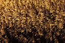BUITEN BEELD Foto: 443937