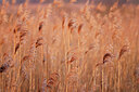 BUITEN BEELD Foto: 443954