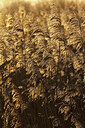 BUITEN BEELD Foto: 443955
