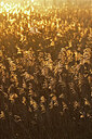 BUITEN BEELD Foto: 443960