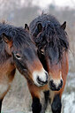 BUITEN BEELD Foto: 443967