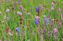 BUITEN BEELD Foto: 443986
