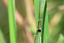 BUITEN BEELD Foto: 443990