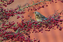 BUITEN BEELD Foto: 443991