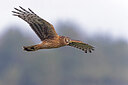BUITEN BEELD Foto: 444002