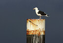 BUITEN BEELD Foto: 444003