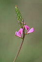 BUITEN BEELD Foto: 444030