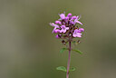 BUITEN BEELD Foto: 444033