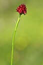 BUITEN BEELD Foto: 444034