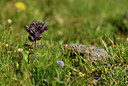 BUITEN BEELD Foto: 444036