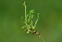 BUITEN BEELD Foto: 444051