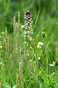 BUITEN BEELD Foto: 444062