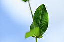 BUITEN BEELD Foto: 444063
