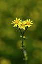 BUITEN BEELD Foto: 444069