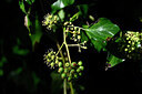 BUITEN BEELD Foto: 444073