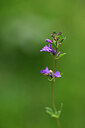 BUITEN BEELD Foto: 444080