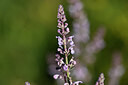 BUITEN BEELD Foto: 444085