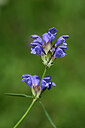 BUITEN BEELD Foto: 444090