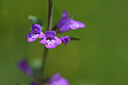BUITEN BEELD Foto: 444092