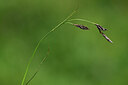 BUITEN BEELD Foto: 444098