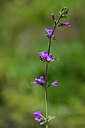 BUITEN BEELD Foto: 444102