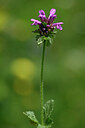 BUITEN BEELD Foto: 444103