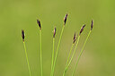 BUITEN BEELD Foto: 444107
