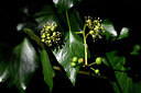 BUITEN BEELD Foto: 444116