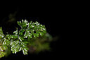 BUITEN BEELD Foto: 444117