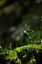 BUITEN BEELD Foto: 444122