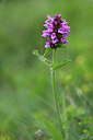 BUITEN BEELD Foto: 444126