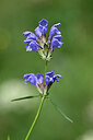 BUITEN BEELD Foto: 444136