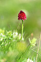 BUITEN BEELD Foto: 444146
