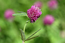 BUITEN BEELD Foto: 444149