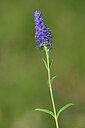 BUITEN BEELD Foto: 444159