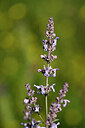 BUITEN BEELD Foto: 444160