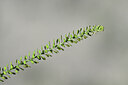 BUITEN BEELD Foto: 444167