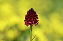 BUITEN BEELD Foto: 444172