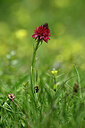 BUITEN BEELD Foto: 444182