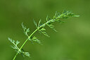 BUITEN BEELD Foto: 444185