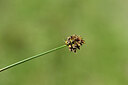 BUITEN BEELD Foto: 444188