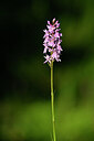 BUITEN BEELD Foto: 444190