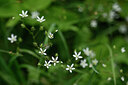 BUITEN BEELD Foto: 444195