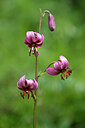 BUITEN BEELD Foto: 444197