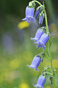 BUITEN BEELD Foto: 444199