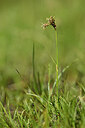 BUITEN BEELD Foto: 444200