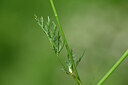 BUITEN BEELD Foto: 444202