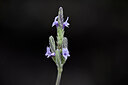BUITEN BEELD Foto: 444205