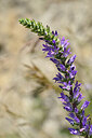 BUITEN BEELD Foto: 444208