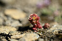 BUITEN BEELD Foto: 444222